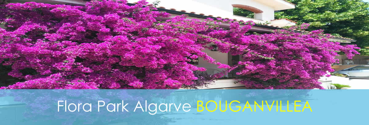 Your own 4-Person Bungalow - Bouganvillea 4-Person Bungalow - Bouganvillea