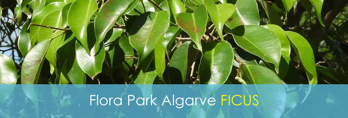 Your own 4-Person Bungalow - Ficus 4-Person Bungalow - Ficus