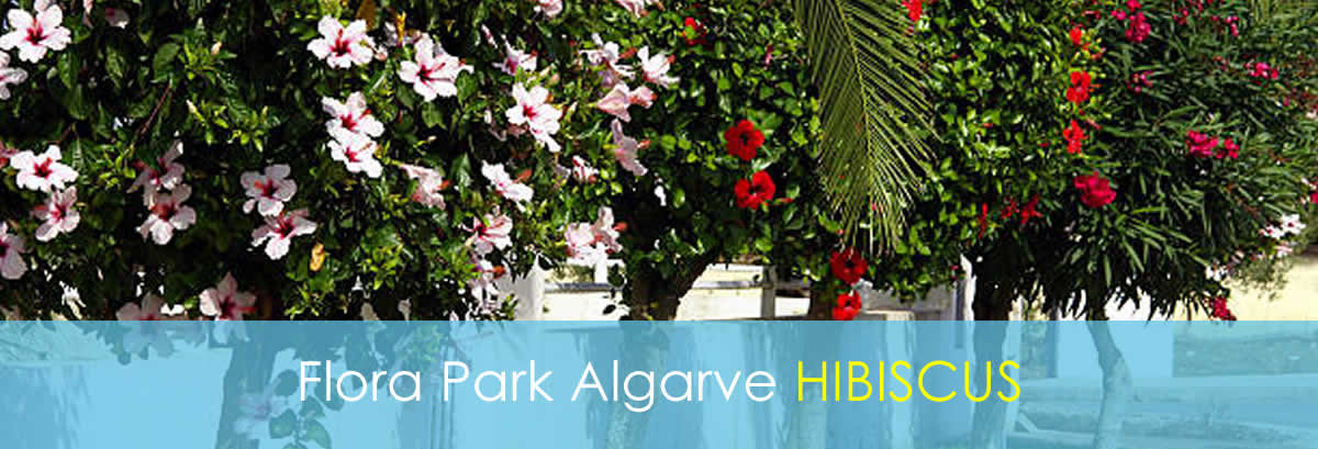 Your own 2-Person Bungalow - Hibiscus 2-Person Bungalow - Hibiscus