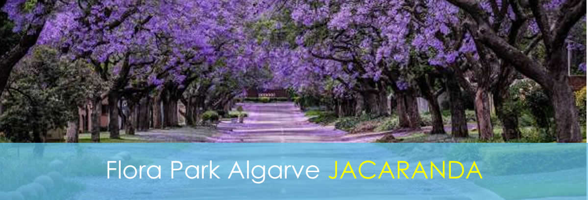 Your own 4-Person Bungalow - Jacaranda 4-Person Bungalow - Jacaranda
