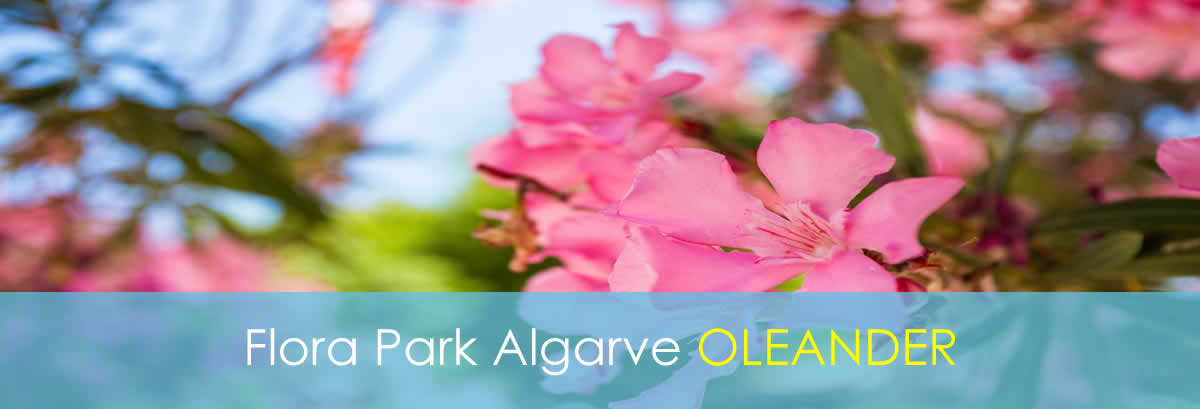 Your own 2-Person Bungalow - Oleander 2-Person Bungalow - Oleander