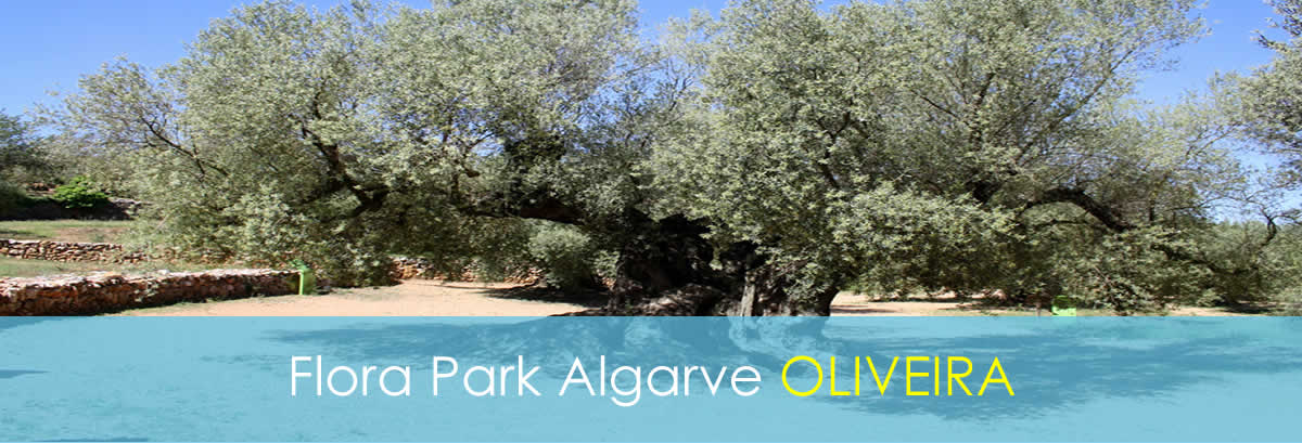 Your own 6-Person Bungalow - Oliveira 6-Person Bungalow - Oliveira