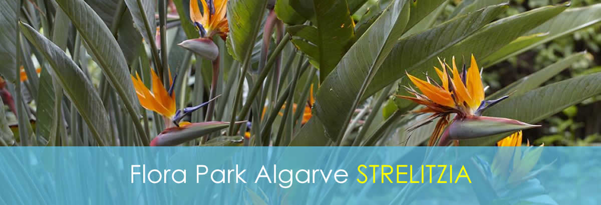 Your own 4-Person Bungalow - Strelitzia 4-Person Bungalow - Strelitzia