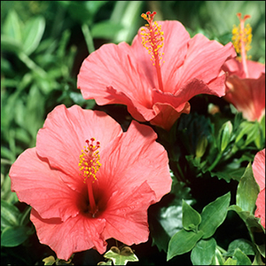 2-Person Bungalow - Hibiscus