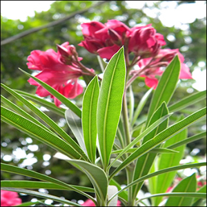 2-Person Bungalow - Oleander